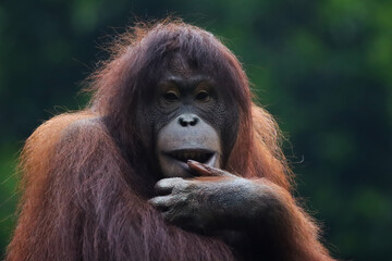 Female orangutan sumatera closeup, Female orangutan look at camera