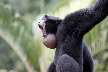 Singe gibbon siamang, primates closeup, animal closeup