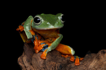 Tree frog on branch, Gliding frog (Rhacophorus reinwardtii) sitting on branch