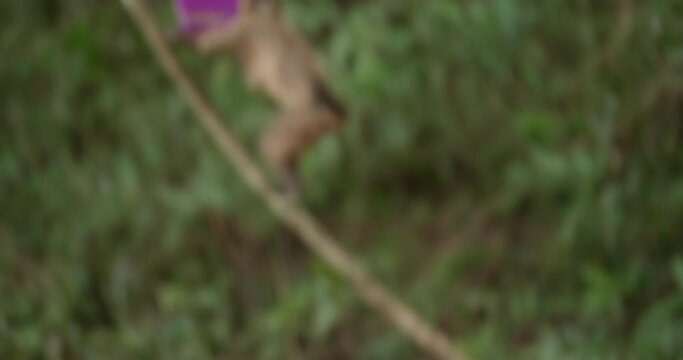 Capuchin monkey footage