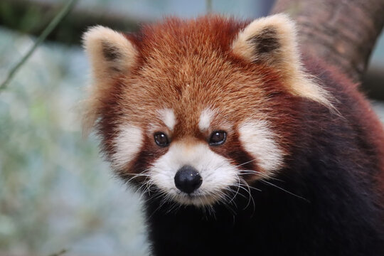 Closeup head red panda "Ailurus fulgens", Red panda closeup