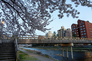 Obraz premium 金沢・風情ある浅野川のほとりの桜並木と梅ノ橋
