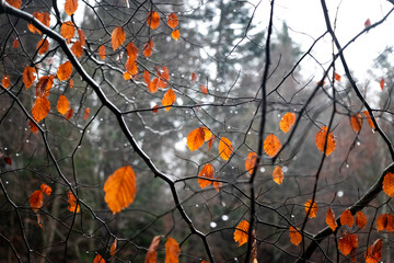 Rainy Mystique: Close-Up of Orange Autumn Leaves in a Foggy and Minimalistic Environment
