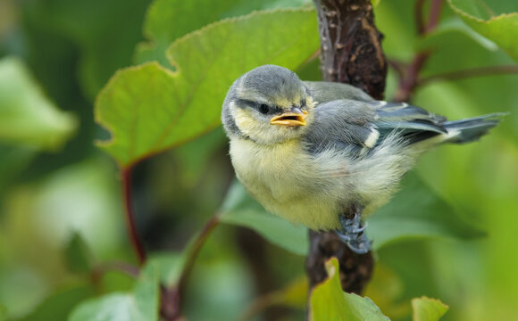 Beautiful little angry still yellow baby bird  (later blue) waiting for his mum to feed him on fresh green apricot tree background. Baby blue tit (Lat.: Cyanistes Caeruleus or Parus Caeruleus). 