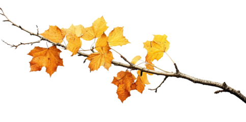 isolated on white or transparent background cutout. Generative AI