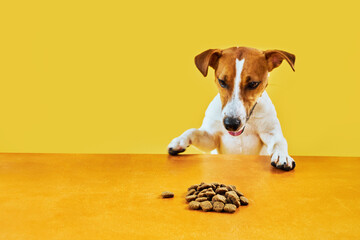 Jack Russell terrier dog eat meal from a table. Funny Hungry dog portrait with tongue on Yellow...