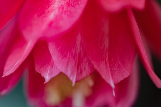 The pink arrow lotus blooms in spring