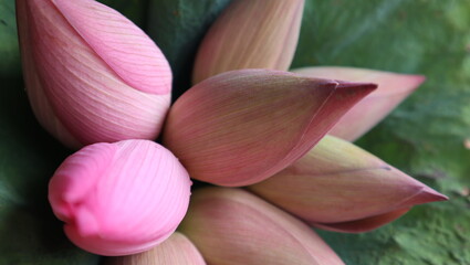 Pink lotus flowers