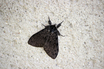 A moth resting on a brick wall