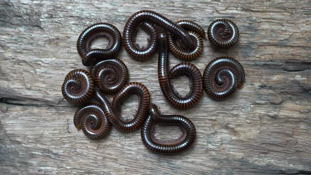 Giant brown millipedes, (Harpagophoridae) Thailand. Close up detail of several millipedes, coiled, burrowing and crawling on soft ground.