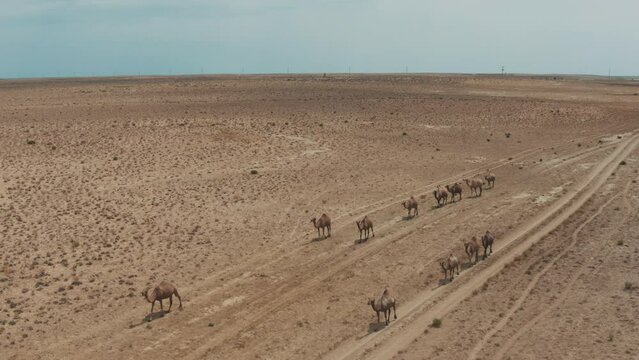 This stock video shows a caravan of young camels walking through the desert, in the sun-heated sands. This video will decorate your projects related to camels, deserts, nature, animal husbandry.
