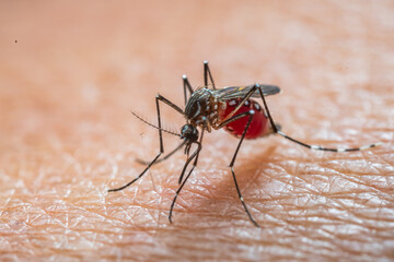 Aedes aegypti Mosquito. Close up a Mosquito sucking human blood,