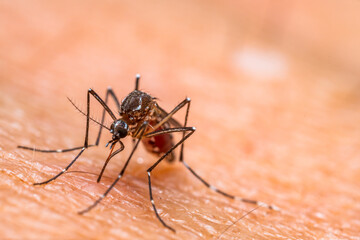 Aedes aegypti Mosquito. Close up a Mosquito sucking human blood,