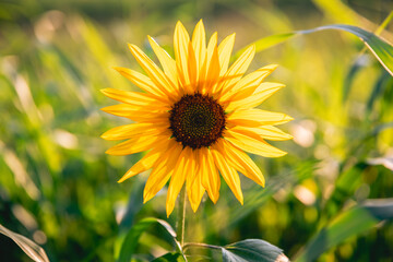 Beautiful sunflower in the field at sunset. Concept of summer, sun