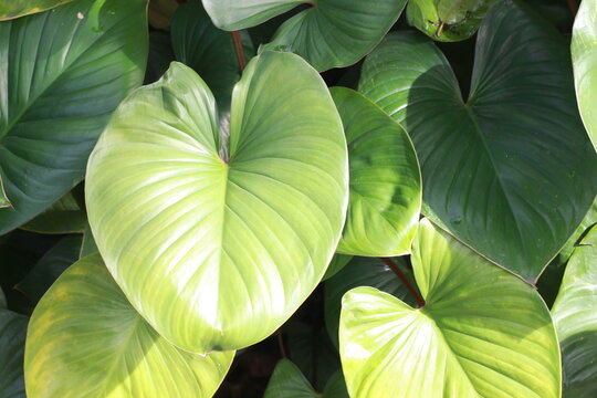 Close up leaves of the homalomena rubescens kunth or king of heart in the garden.