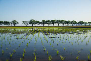 田んぼ