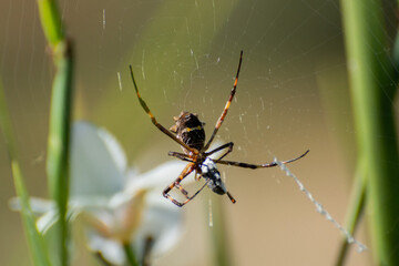 spider eating insect on the web