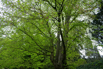 Fototapeta na wymiar green tree in a forest