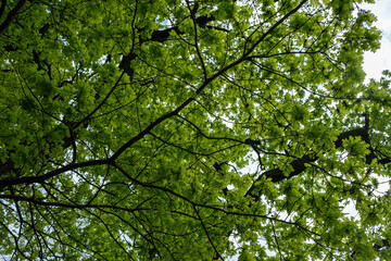 Fototapeta na wymiar green tree in a forest