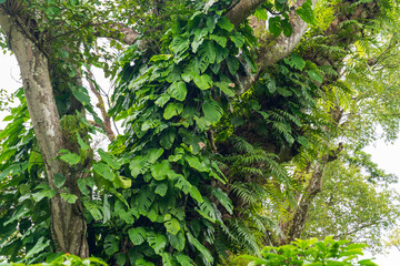 epiphyte plant that grows on trees mainly in tropical zones