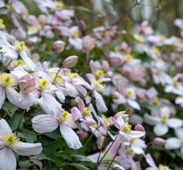 pink and white clematis flowers with green background