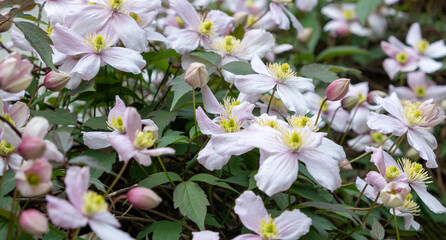 pink and white clematis flowers with green background