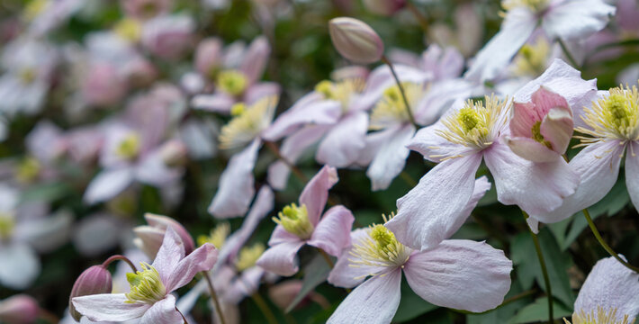 pink and white clematis flowers with green background