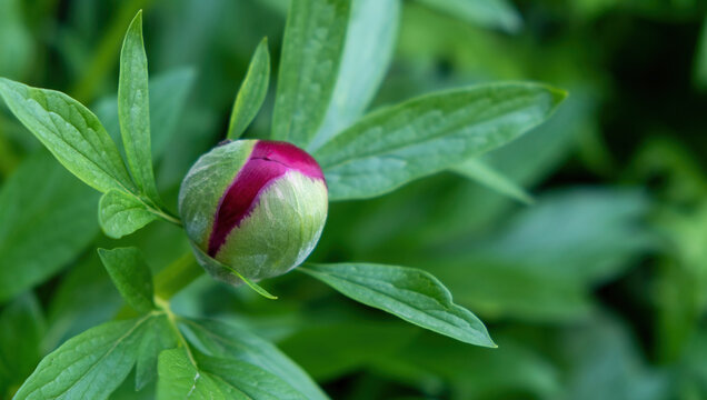 peony bud with green background
