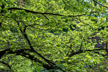 green tree with sunlight in forest