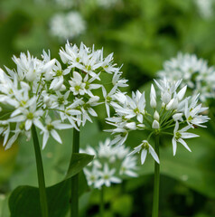 white wild garlic flowers in green background