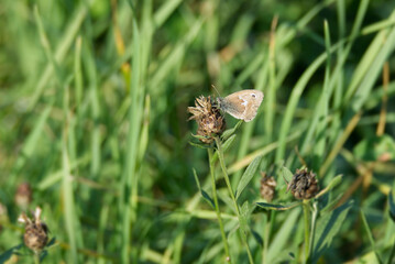 Small Heath (Coenonympha pamphilus) butterfly sitting on a flower in Zurich, Switzerland