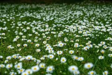 field of white daisies and blue flowers