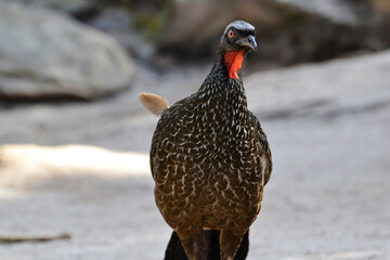 Typical Guan texture and looking