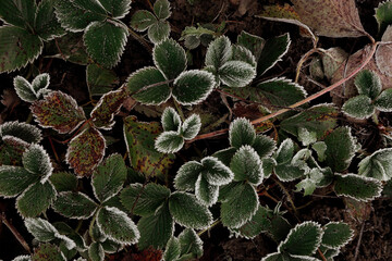 close up of a strawberry plant with frost