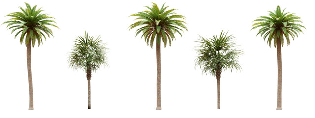 Fototapeta premium Palm tree isolated on transparent background 3d rendering png