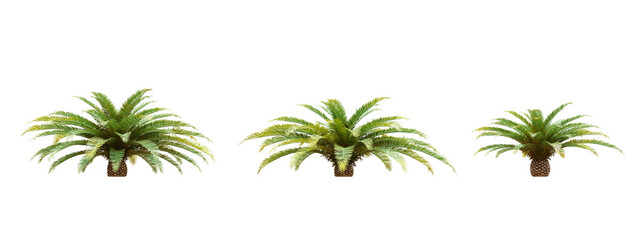 Palm tree  isolated on transparent background 3d rendering png