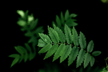 Naklejka na ściany i meble fern leaf on black background
