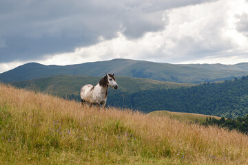 Obraz premium A blond horse standing in a grass field with mountains in the background. Portrait of white horse . Carpathians mountains. Romania