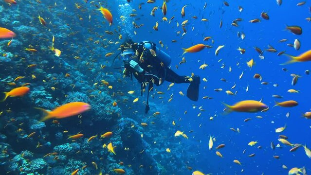 Young woman diver swimming through the school of fishes in red sea in Egypt