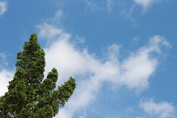 Obraz premium Green leaves against blue sky and white clouds