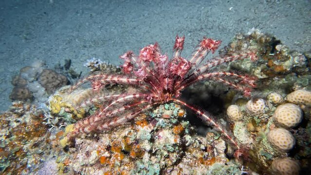 Sea lily or Crinoid in the Red Sea in Egypt
