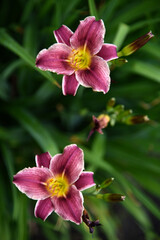 Naklejka premium A bright orange lily in the garden. Red lily. Beautiful lily flowers.