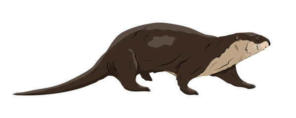 Eurasian river otter. Wild semiquatic mammal of Eurasia. realistic vector animal