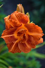 A bright orange lily in the garden. Red lily. Beautiful lily flowers.