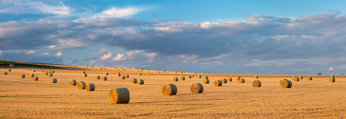 Harvesting  Straw Bales in Field Landscape under Blue Sky with clouds in evening light