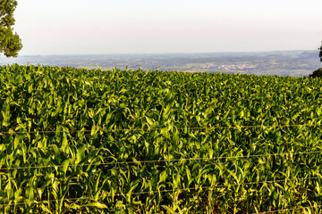 Corn plantation with landscape and city in the background