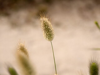 a flower of bunnytail plant in sandy area
