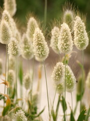 Fototapeta premium oval flower of lagurus ovatus or bunnytail plant, also called hares-tail. Clump forming flowers. ornamental grass. 