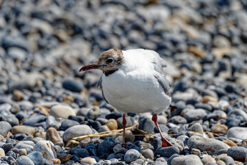 Mouettes