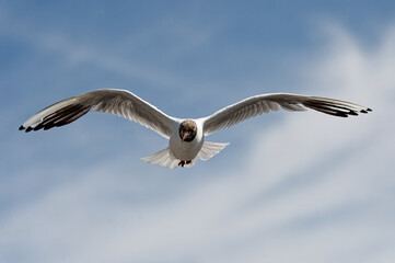 Mouettes